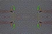 Duncan Pearson - Sailing Quad